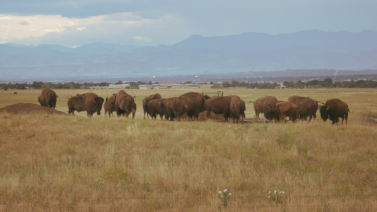 American Prairie's Bison Herd Reaches Historic Milestone of 1,000 Animals