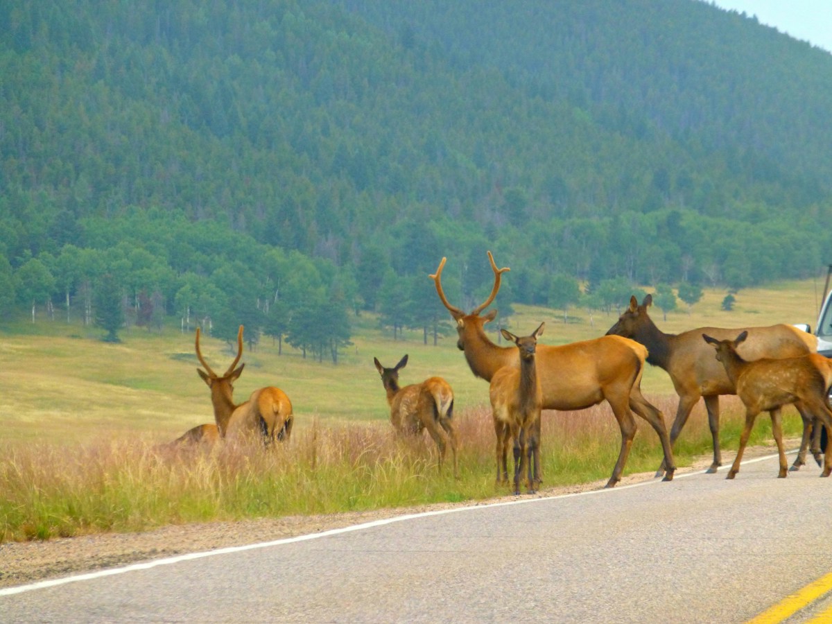 Colorado Wildlife Bridge Cuts Highway Animal Collisions by Over 90 Percent