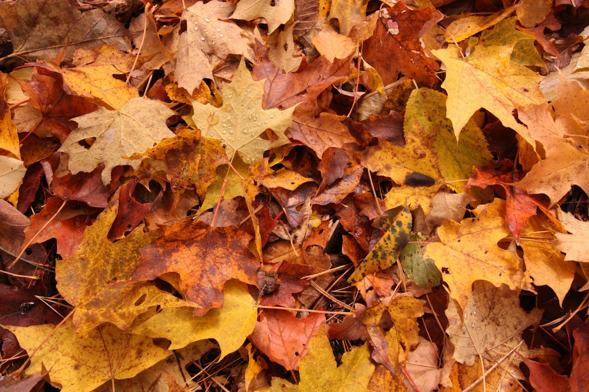 How Leaving Fall Leaves Intact Supports Local Bee Populations