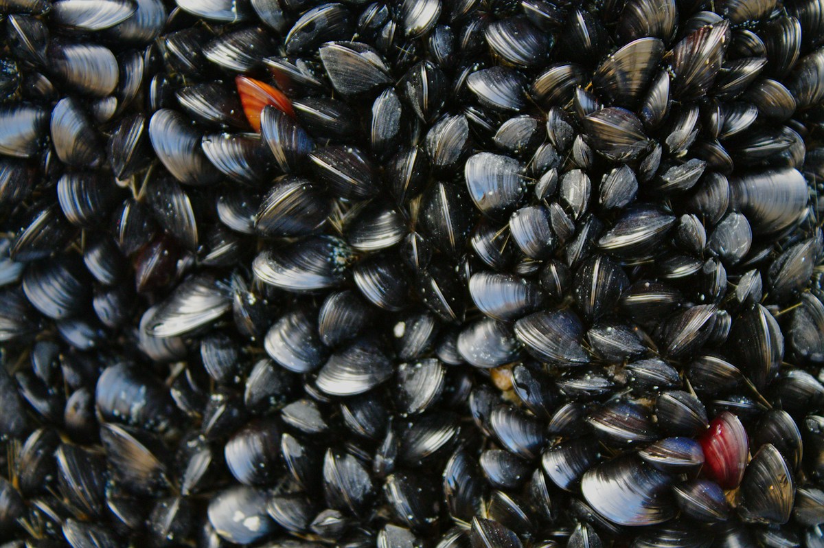 Scientists Discover Five New Freshwater Mussel Species Vital to Ecosystem Health