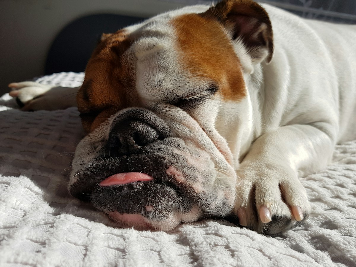 Overweight Bulldog Peggy Sue Reclaims Her Health and Finds Loving Family