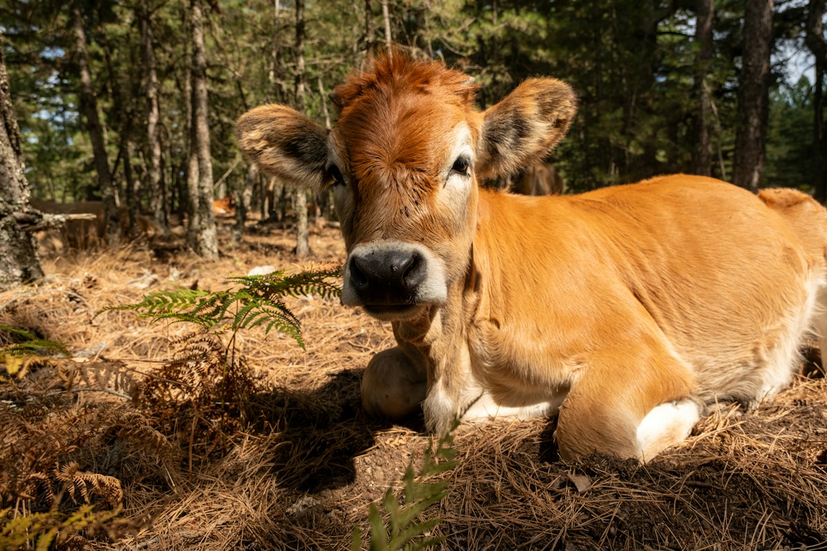 Weekly Highlights Bring Positive Strides for Nature, Families, and Animal Welfare