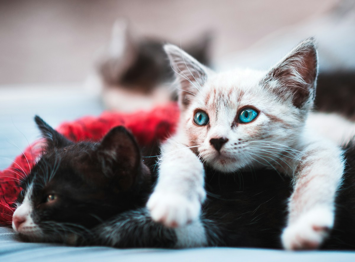 Beloved Feline Rescue Duo Helps Cornell Researchers Unlock New Insights Into Rare Genetic Condition
