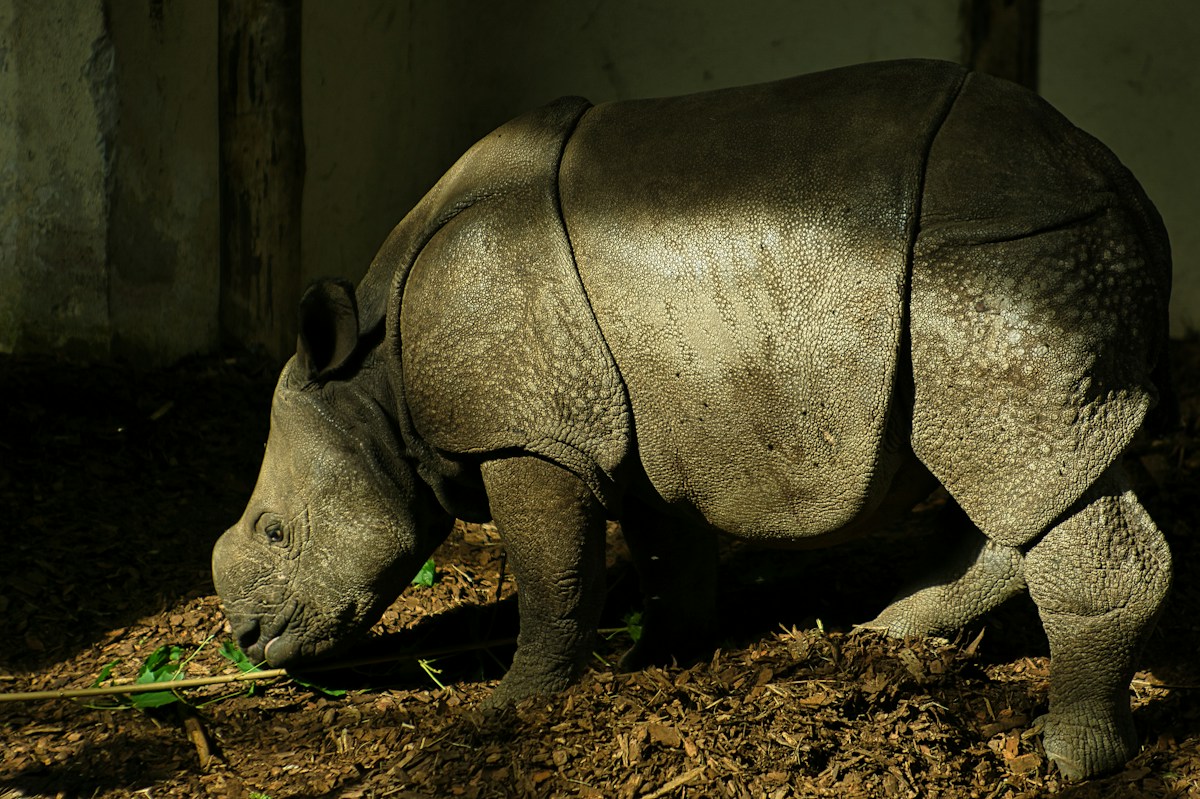 Two Rare Sumatran Rhino Pregnancies Bring New Hope for the Endangered Species