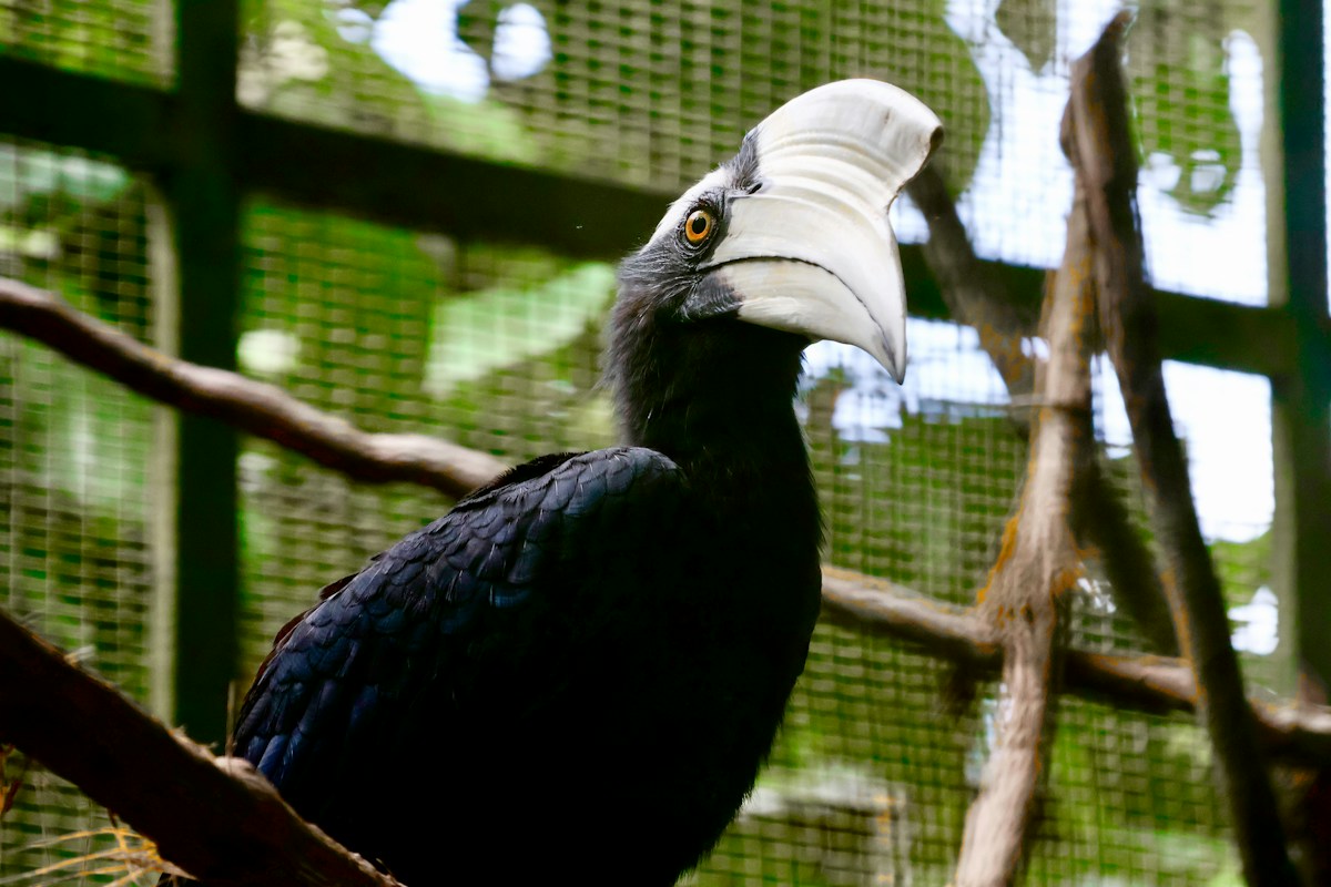 In a World First, Wildlife Vets Restore Injured Hornbill's Beak With 3D Printing