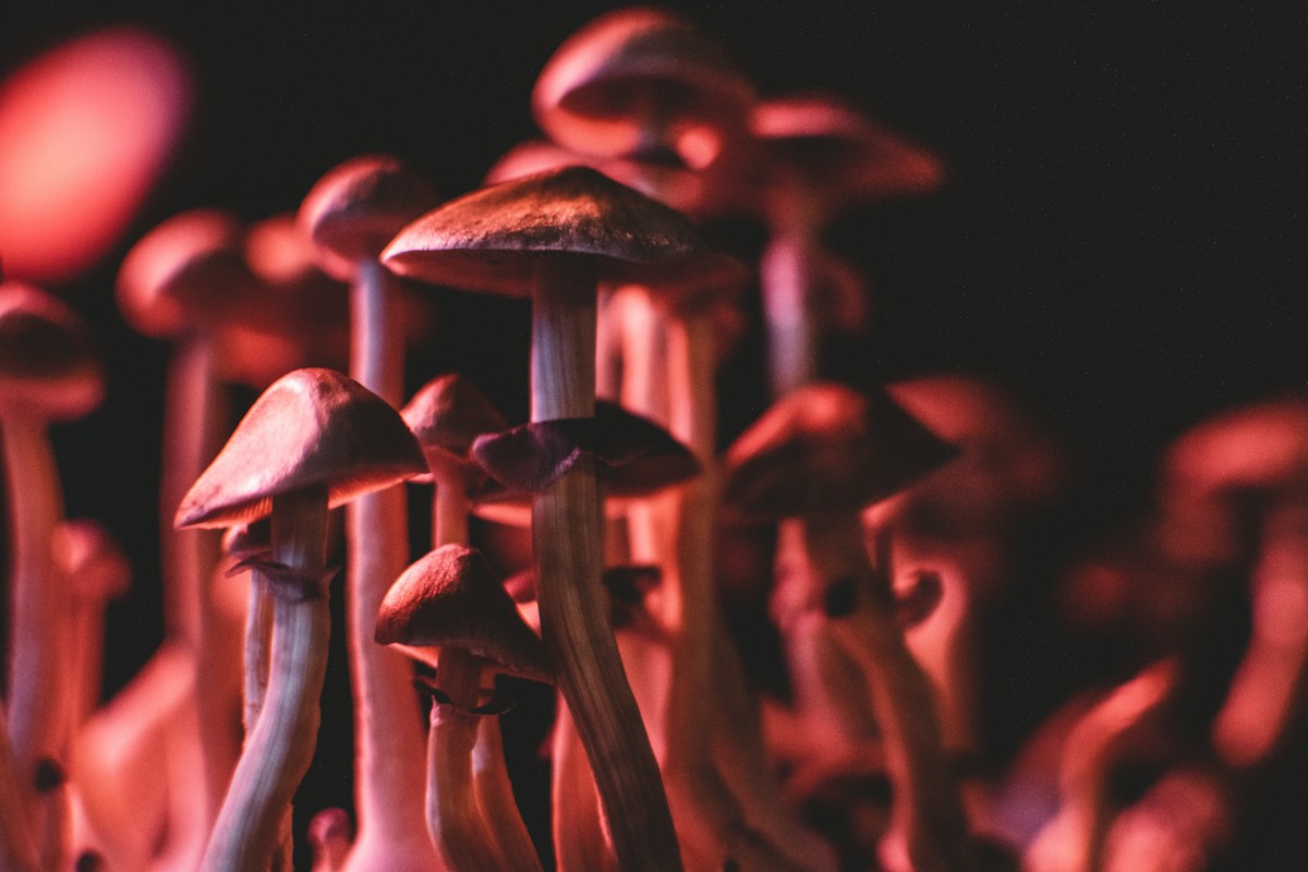 Low Doses of Psilocybin Gently Calm Aggression in Fish While Preserving Social Behavior