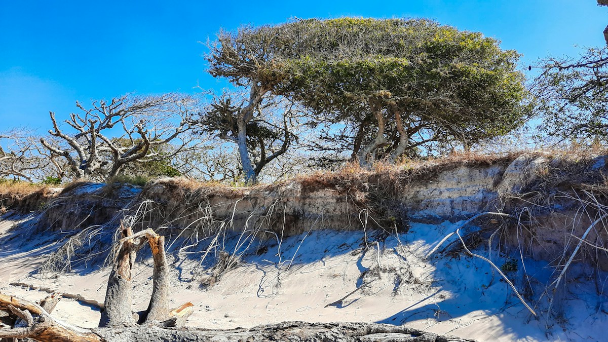 Mozambique Establishes Protected Haven for Africa’s Famed ‘Butterfly Forest’