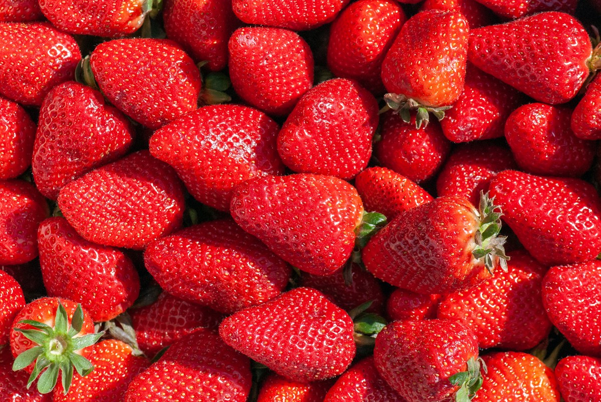 Steam-Based Soil Treatment Offers Safe, Chemical-Free Boost for Strawberry Farmers