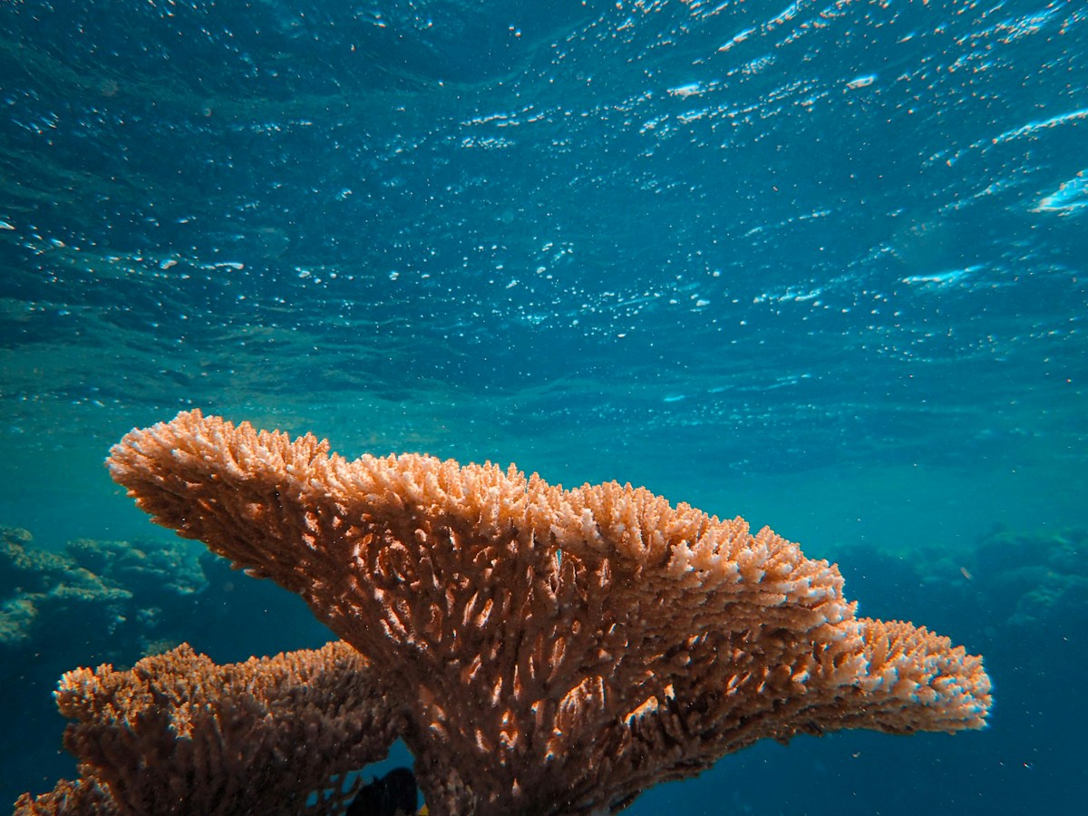 Touching Healthy Neighbors Helps Bleached Corals Recover in Weeks