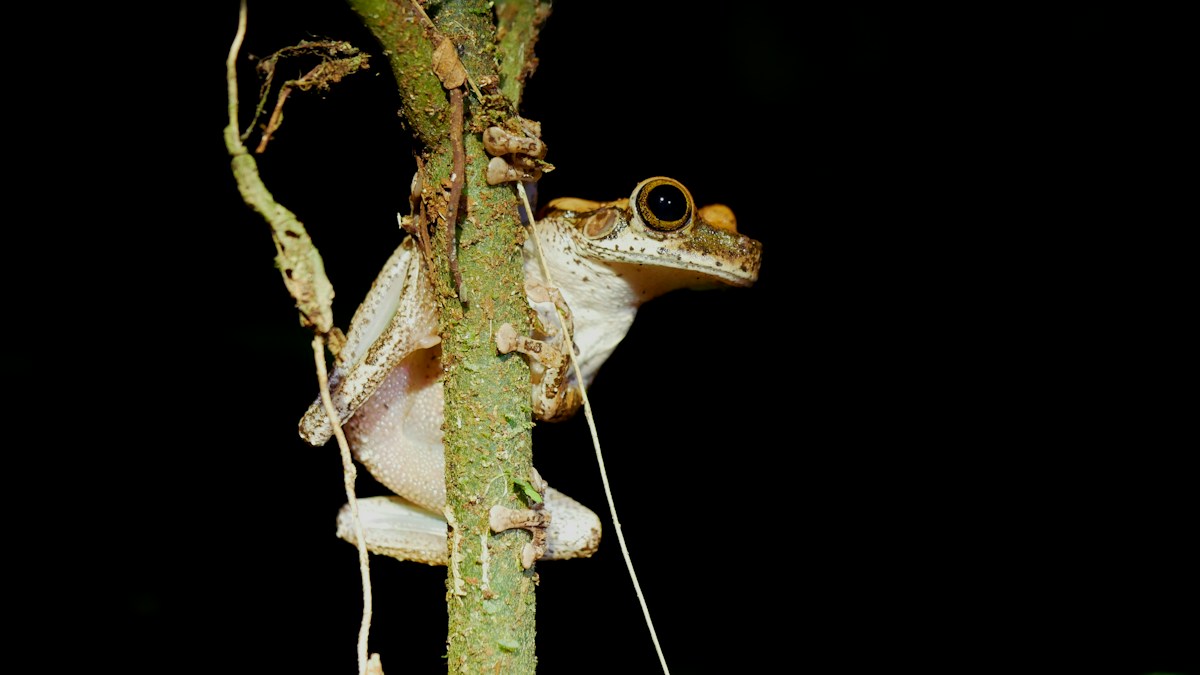 Five New Frog Species Identified During Ongoing Conservation Missions in Peru