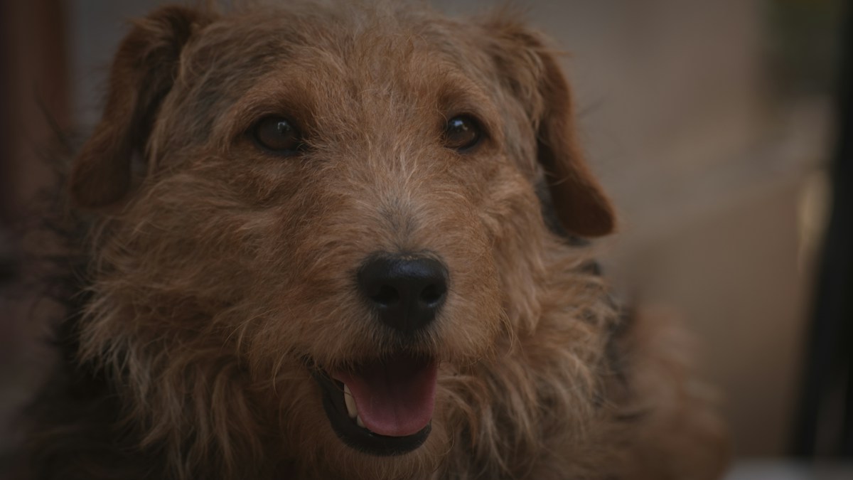 Beloved 10-Year-Old Terrier Reunited with Family After Month-Long Survival in Yellowstone