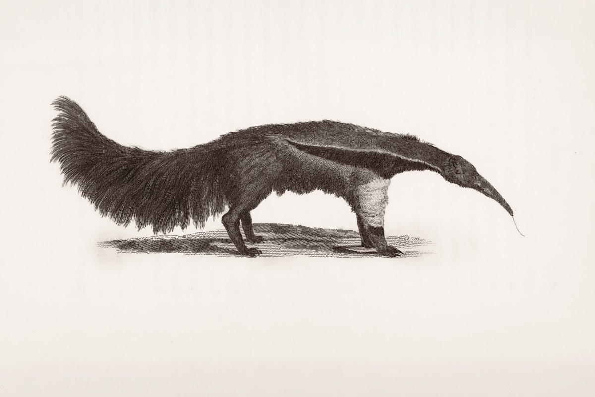 A Tiny Giant Anteater Baby Is Born and It's Absolutely Adorable!