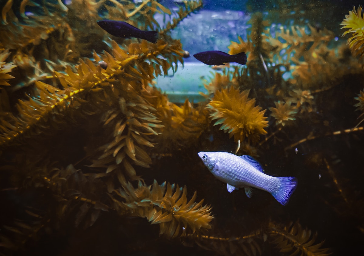 Africa's Secret Underwater Treasure: More Fish Species Than Almost Anywhere!