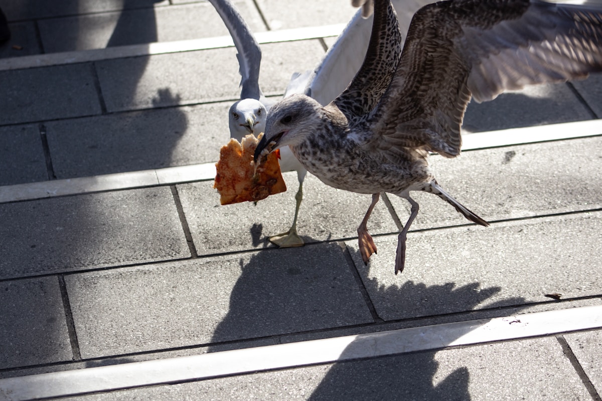 Giant Eyes on Food Boxes Trick Seagulls Into Leaving Your Chips Alone
