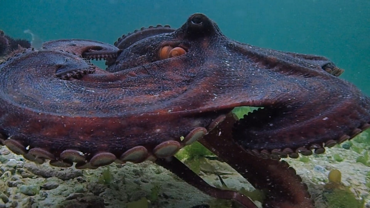 Scientists Discover Famous 'Oldest Octopus' Was Never an Octopus!