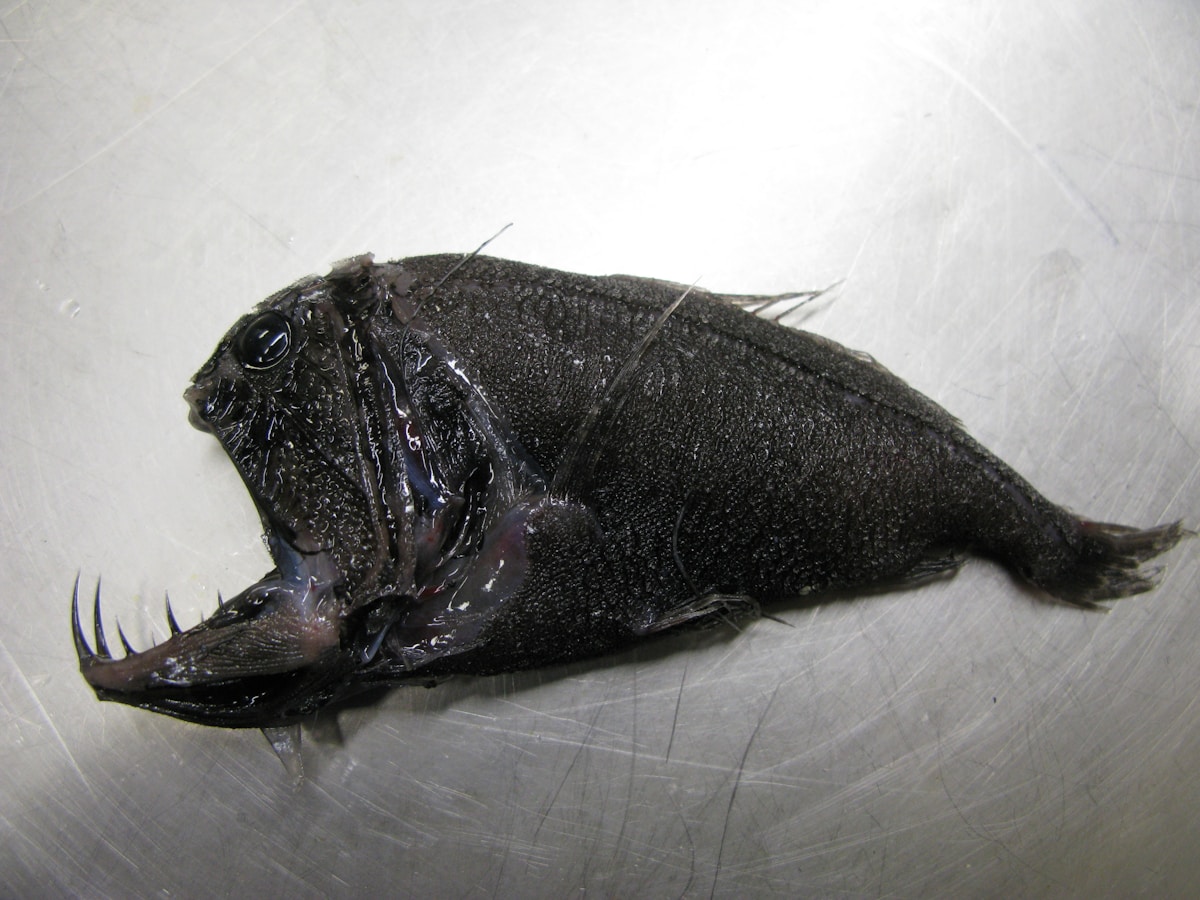 Scientists Name Cool New Fish After Darth Vader!