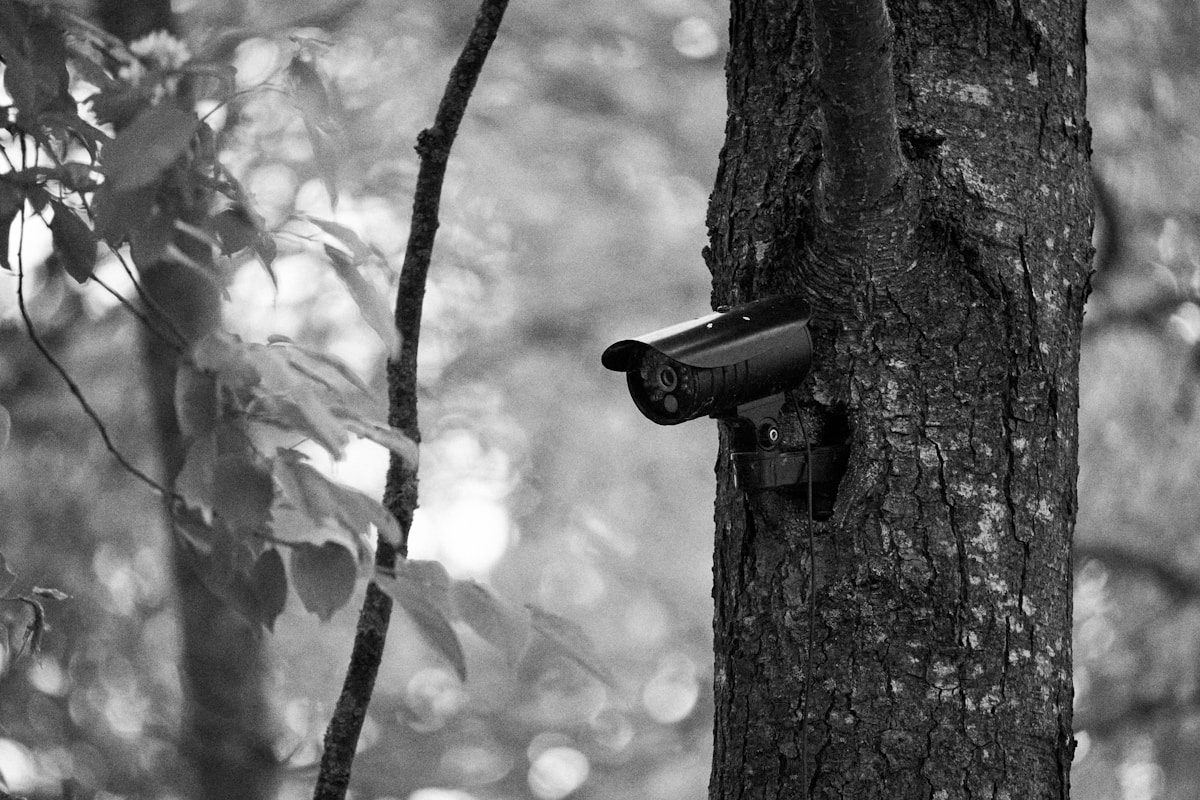 Scientists Put Hidden Cameras Inside Macaw Homes!