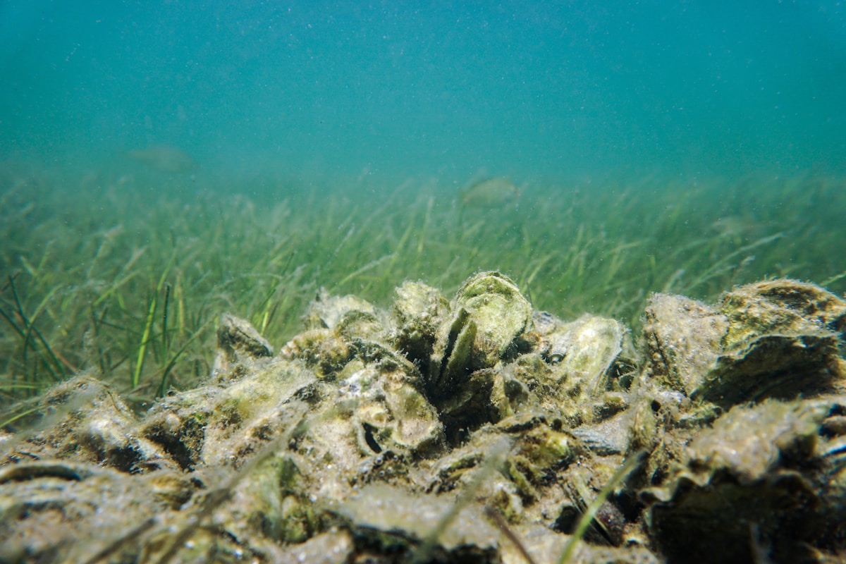 Secret Oyster Patterns Could Save Ocean Reefs Everywhere