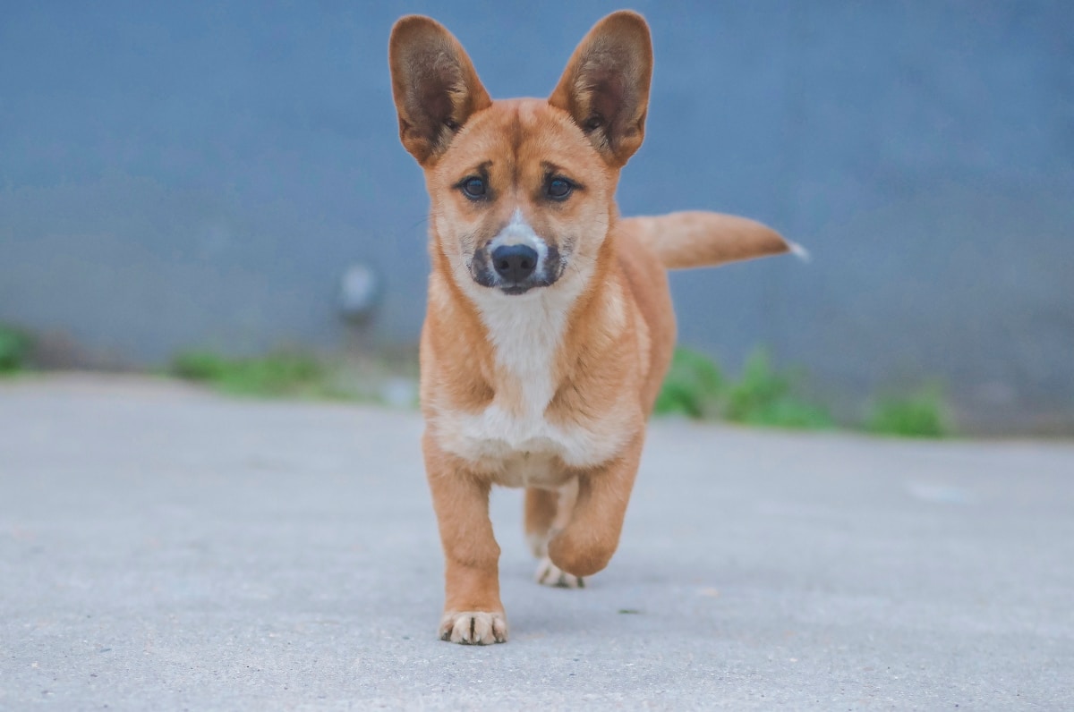 Speedy Corgi Named Islay Wins Hot Dog Racing Championship!