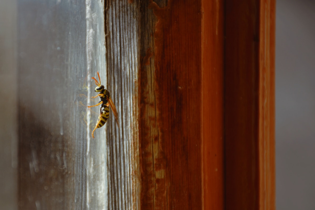 Yellow Jackets Have Superpowers for Finding Your Picnic Food!