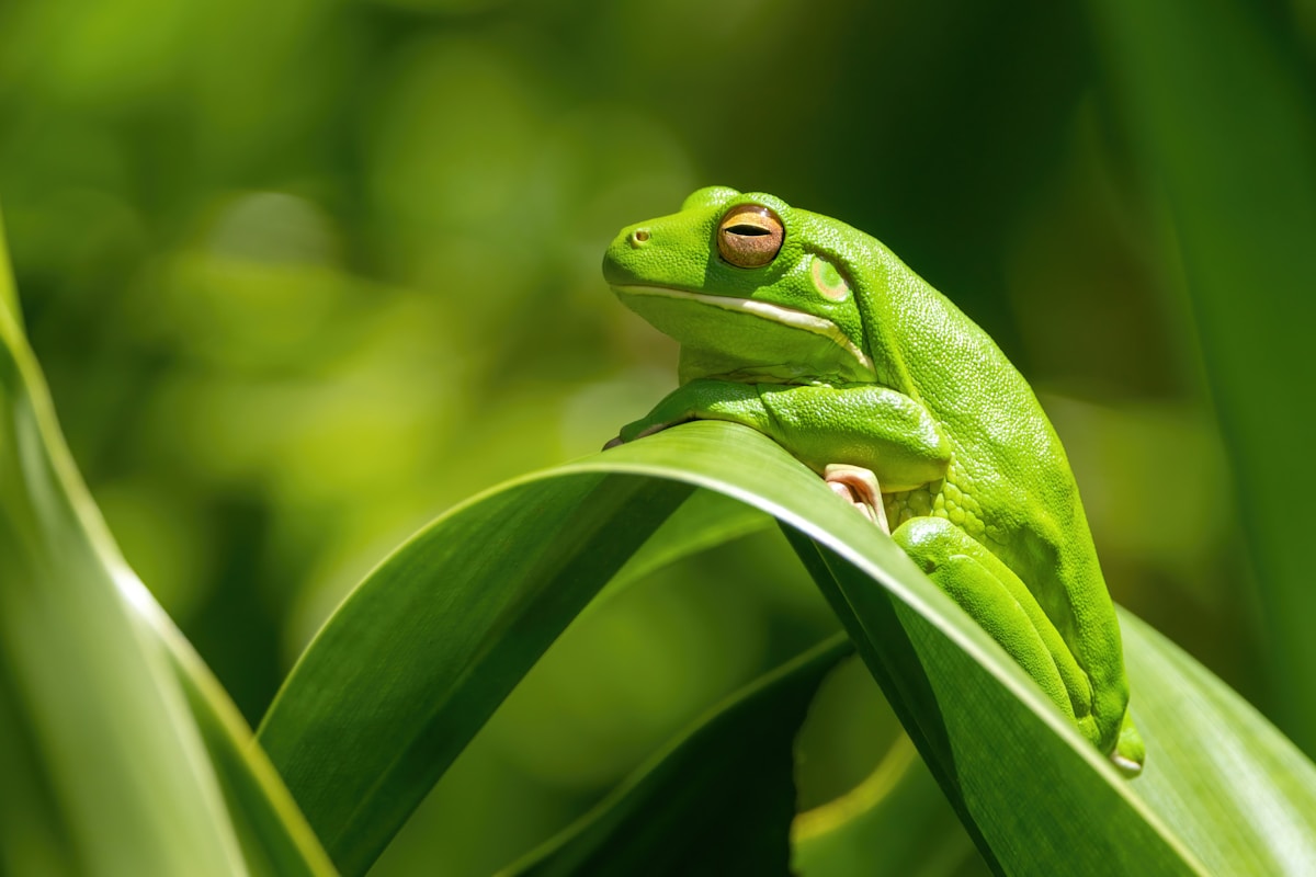 Meet the Hopping Frog That Bounces Like a Kangaroo!