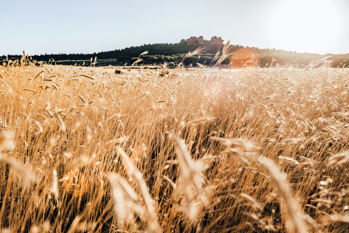 Ancient Wheat Was a Warrior Plant That Fought to Survive