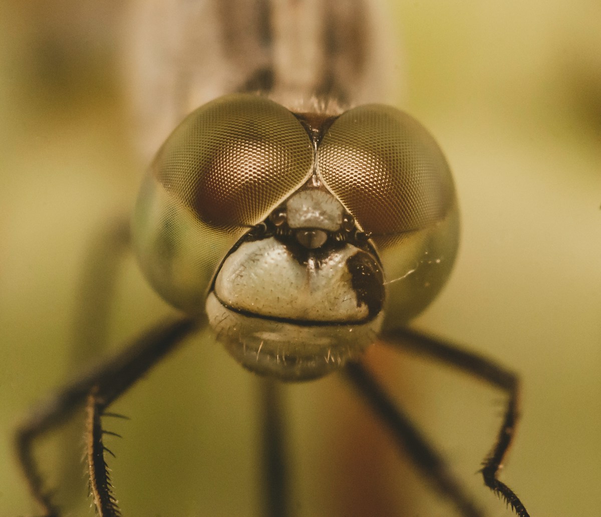 Dragonflies See a Secret Color We Can't—And Scientists Want to Know Why
