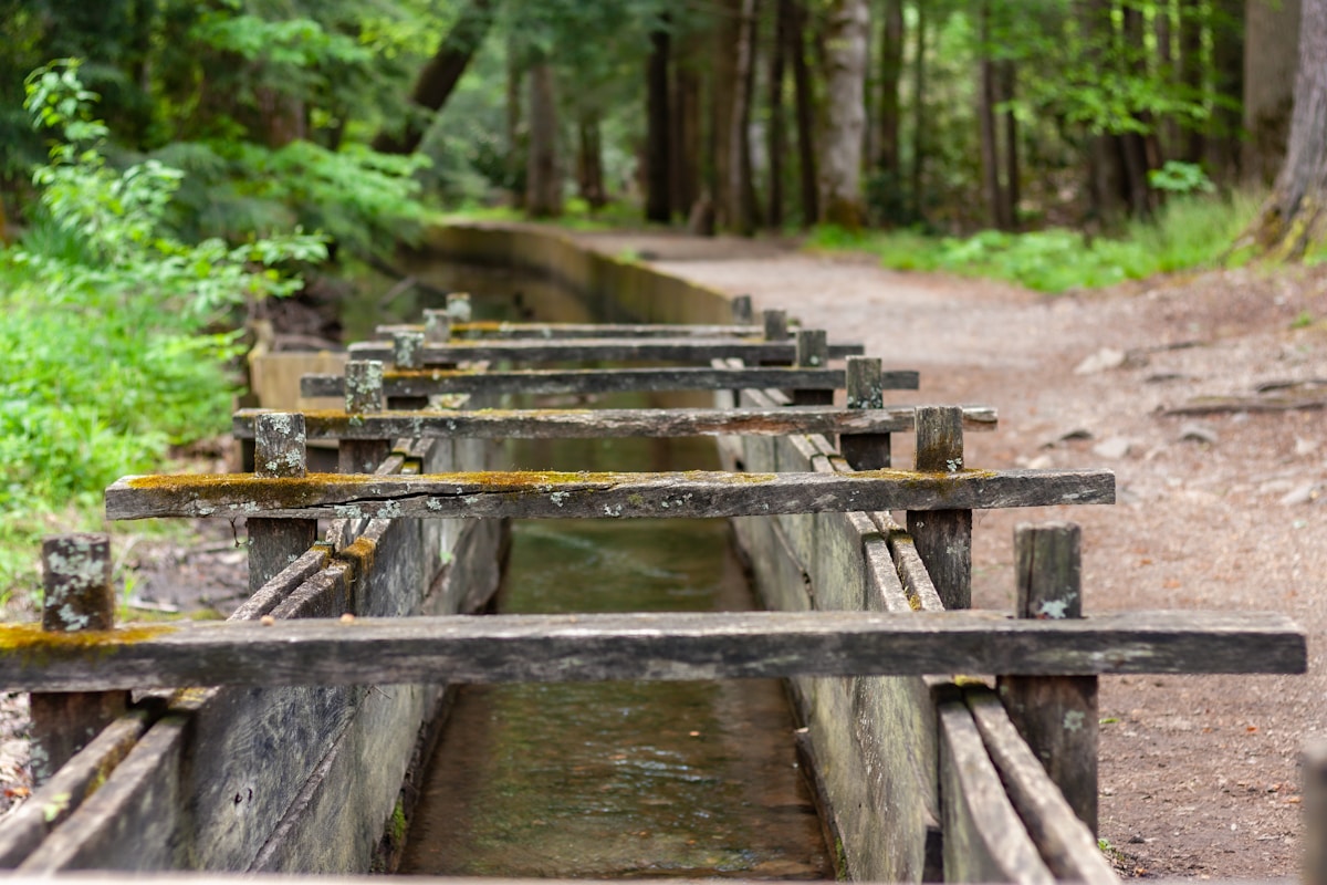 Fake Beaver Dams Built by Humans Are Saving Real Streams!