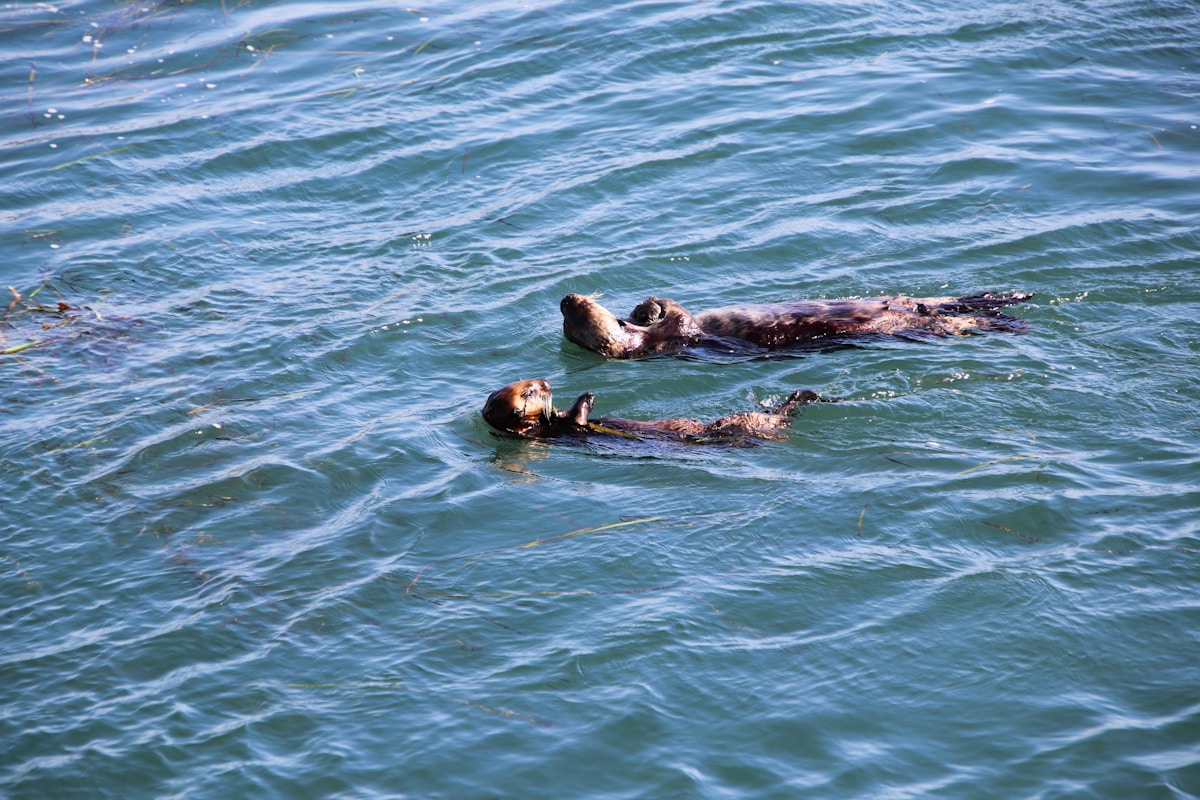 Two Otter Best Friends Released Back to the Wild!