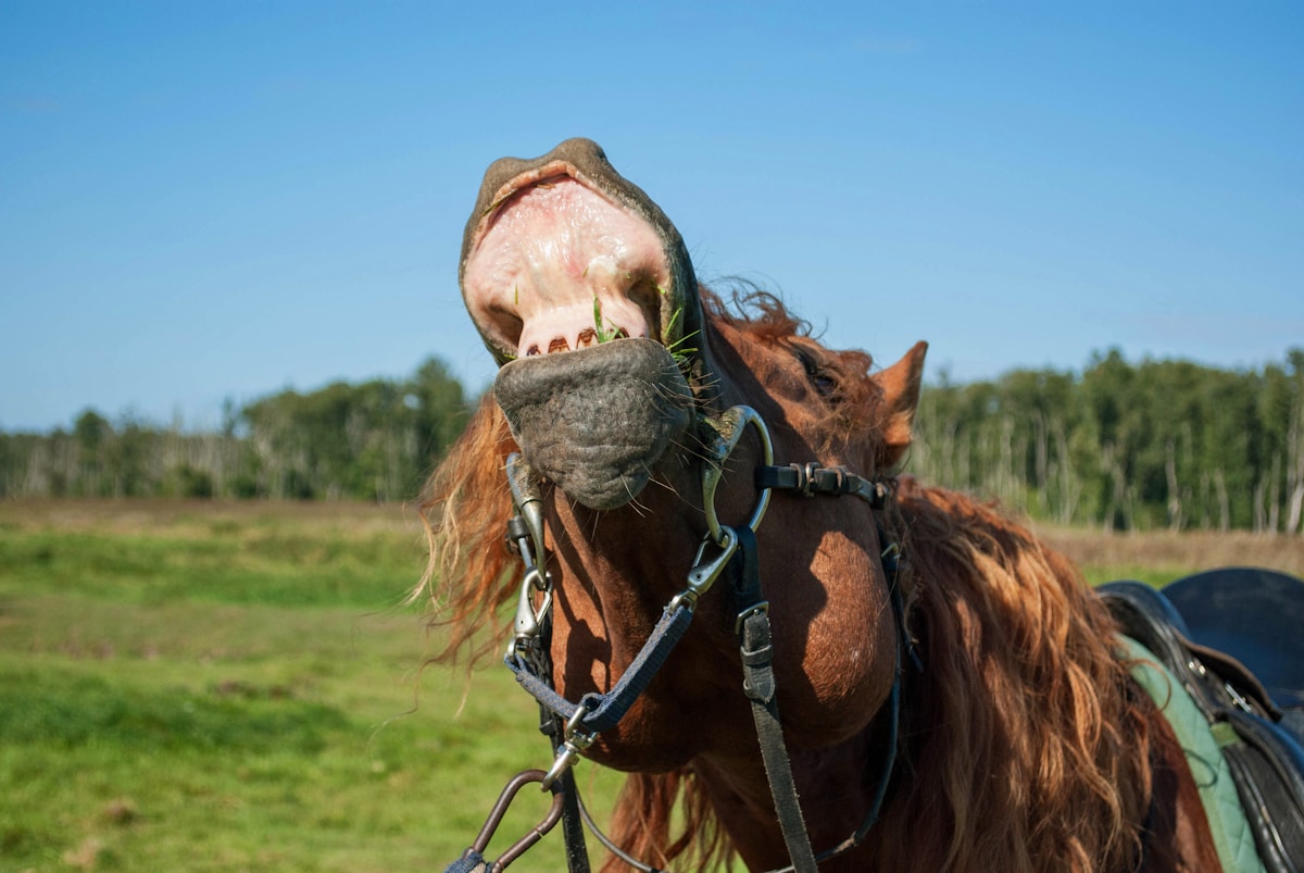Why Do Horses Catch Yawns Just Like We Do?