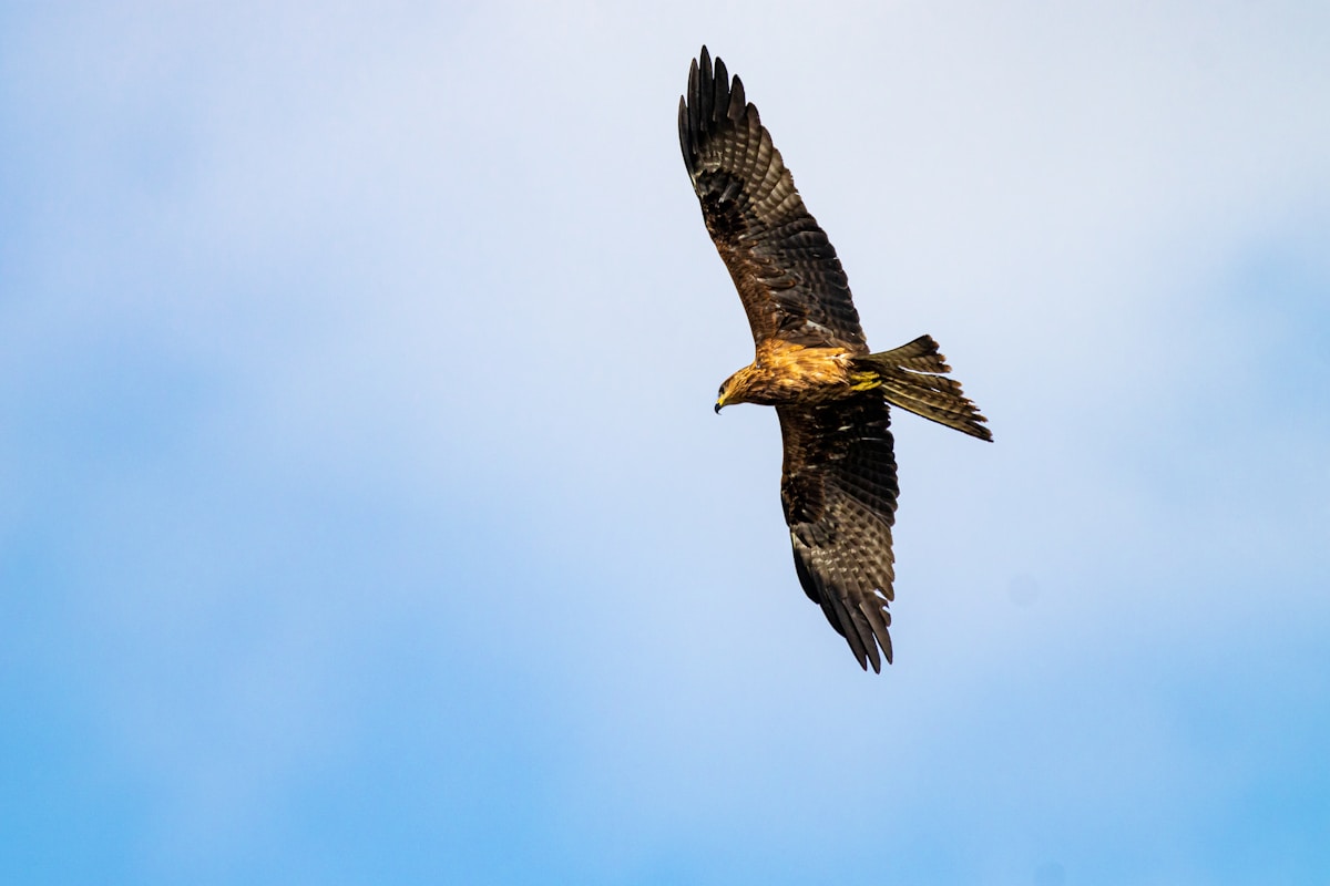 Golden Eagles Making a Comeback to English Skies After 150 Years!
