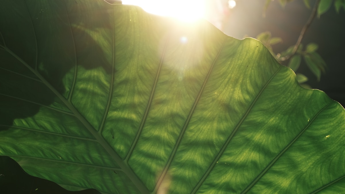 Light Has a Secret: It Makes Plants Stronger AND Stops Them Growing