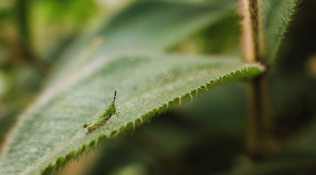 Tiny Backyard Bugs Hold the Secret to Invisibility!