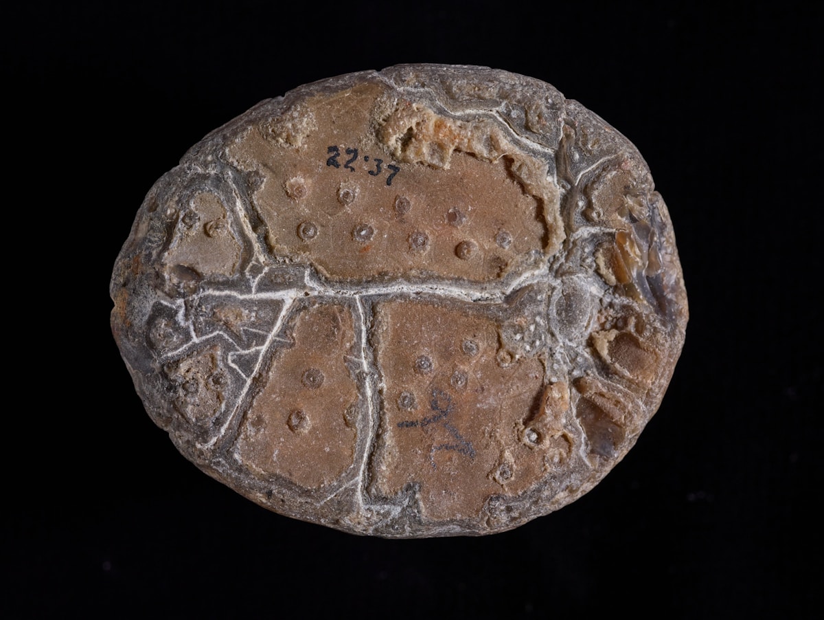 Ancient Egg With Baby Inside Solves 250-Million-Year Mystery