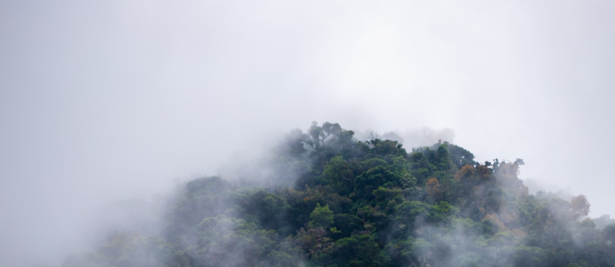 Mountain Gorillas Making a Comeback in Uganda!