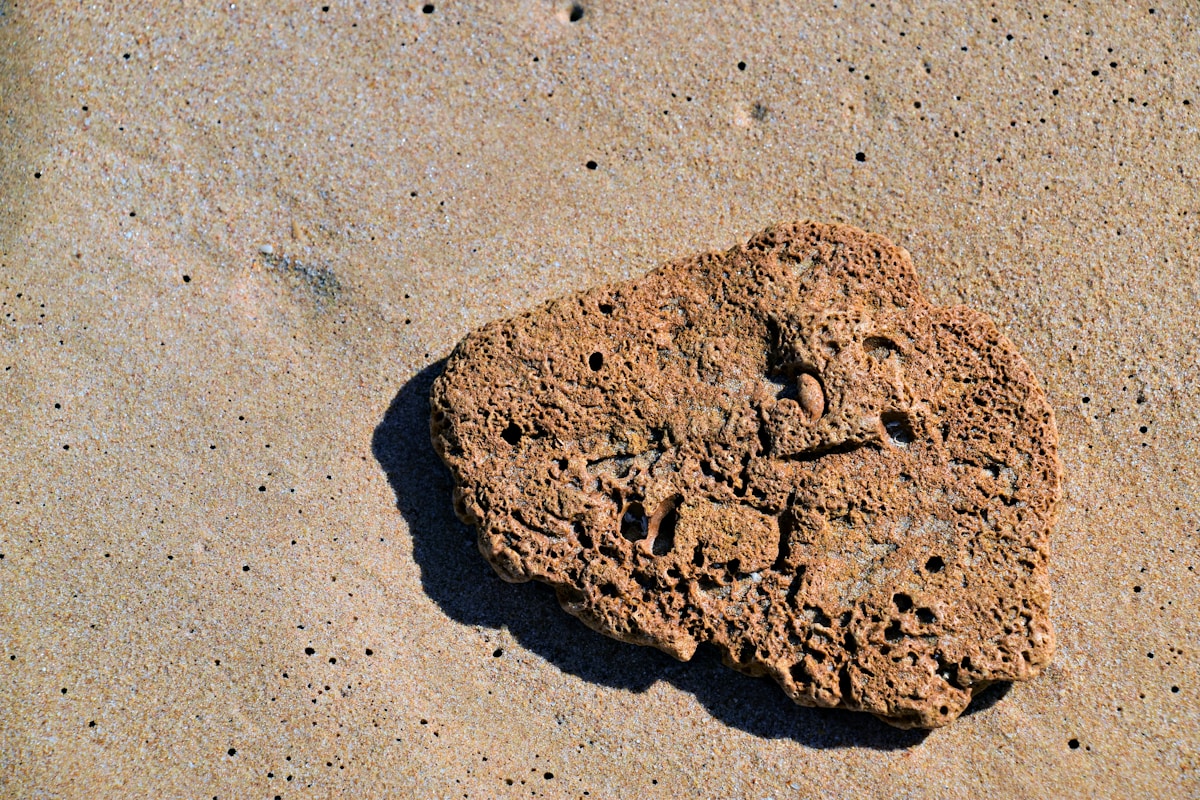 Ancient Sponge Solves 550-Million-Year Mystery!