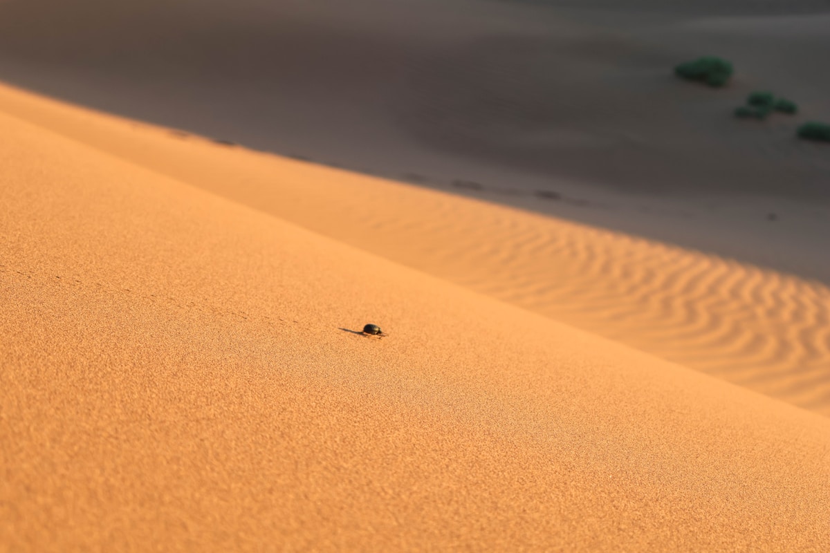 Tiny Ants Brave Giant Jaws to Give Them a Bath!