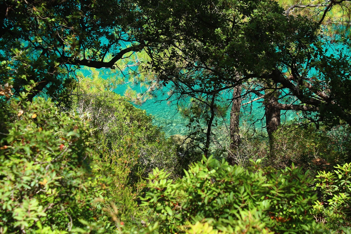 Lost Forest Discovered Under the North Sea – And It's 16,000 Years Old!