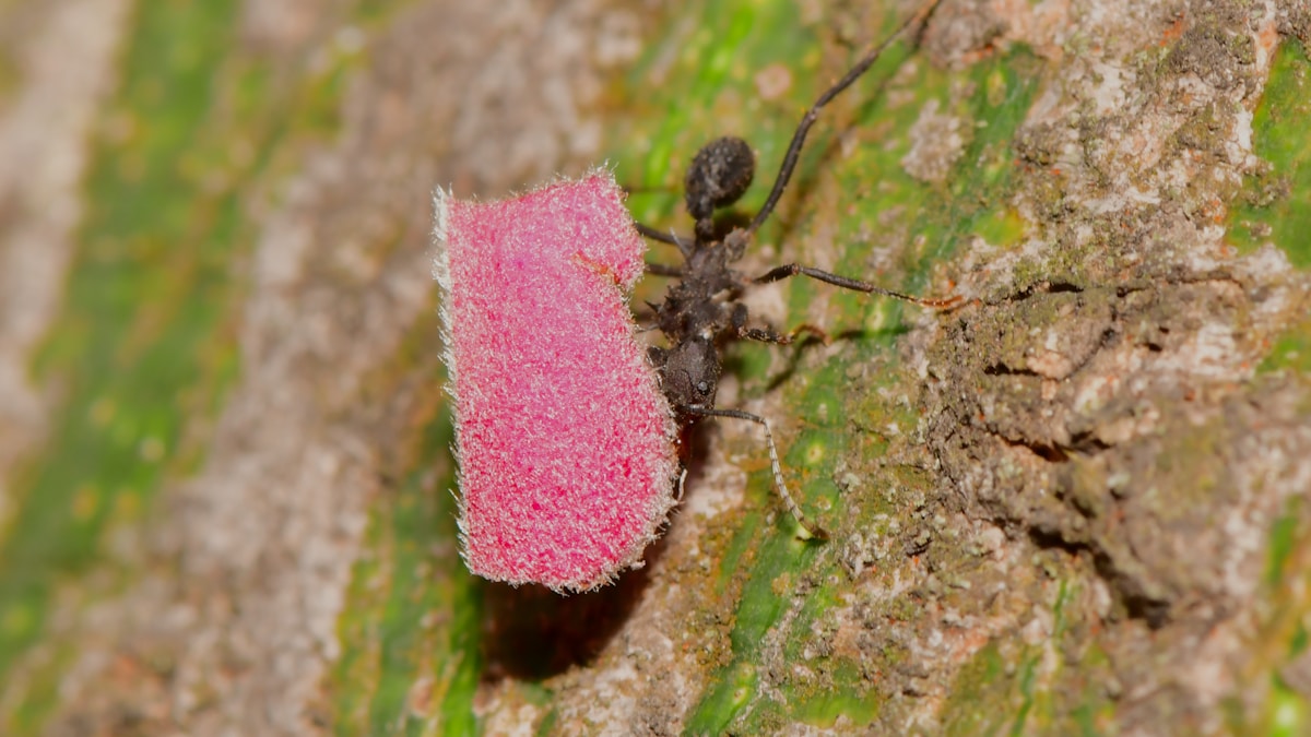 Caffeine Makes Ants Smarter and Could Stop Invasions!