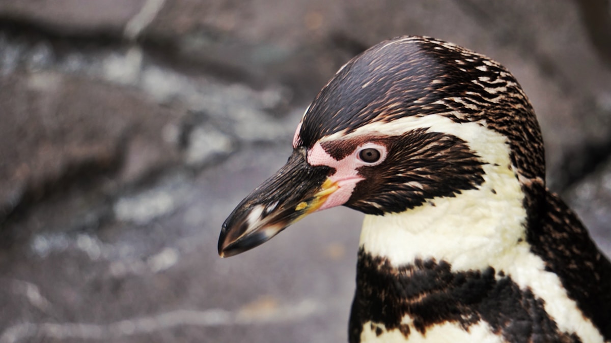 Meet Spneb: The World's Oldest Penguin Just Turned 30!