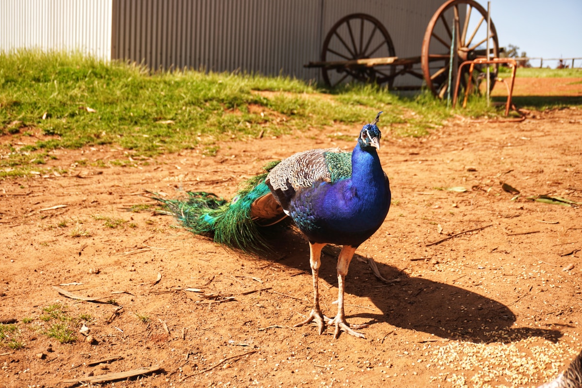 Fancy Bird Crashes Farm Party and Won't Leave!