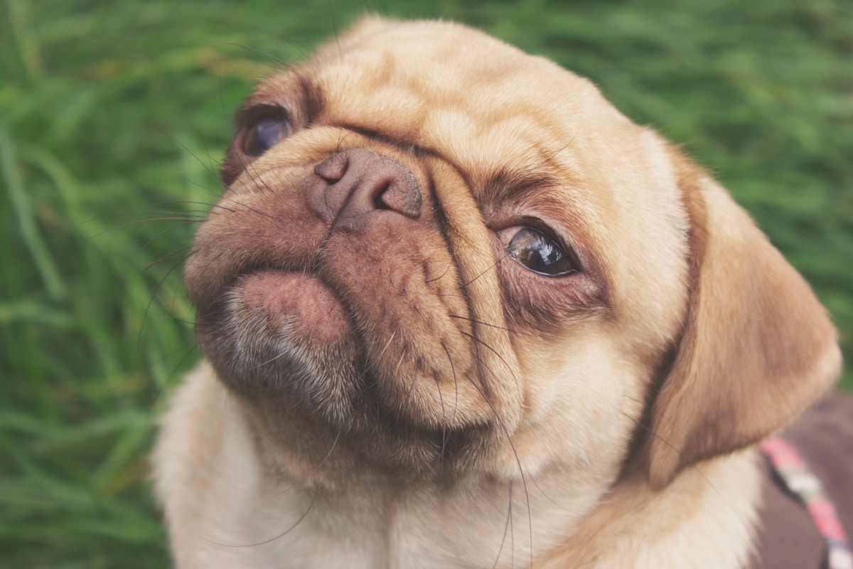 Flat-Faced Dogs Struggle to Breathe—Here's Why Scientists Are Worried