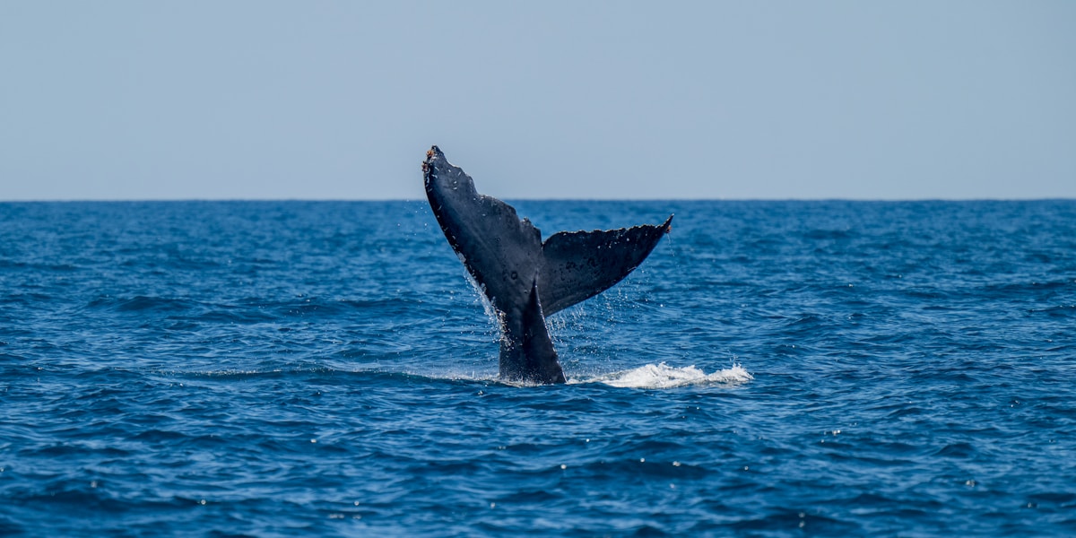 Giant Sperm Whales Talk Like Humans!