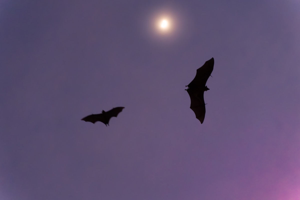Smart Cameras Teach Computers to Count Bats Flying in the Dark