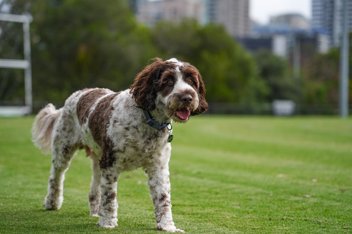 Super Sniffing Dogs Find Water Leaks Underground!