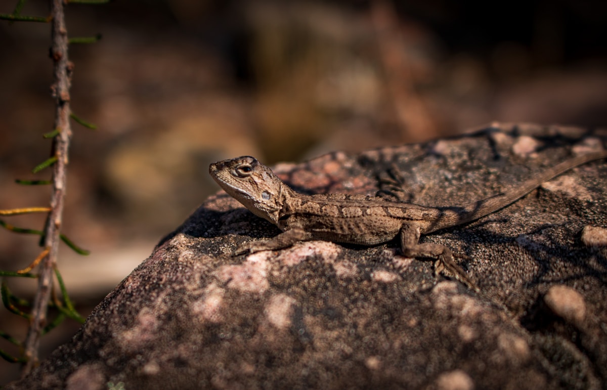 Meet the Kungaka: Australia's Super Rare Hidden Lizard