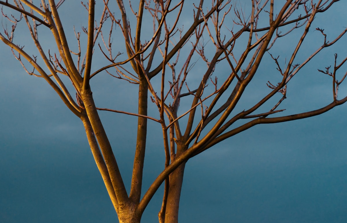 Trees Light Up Like Magic During Thunderstorms!
