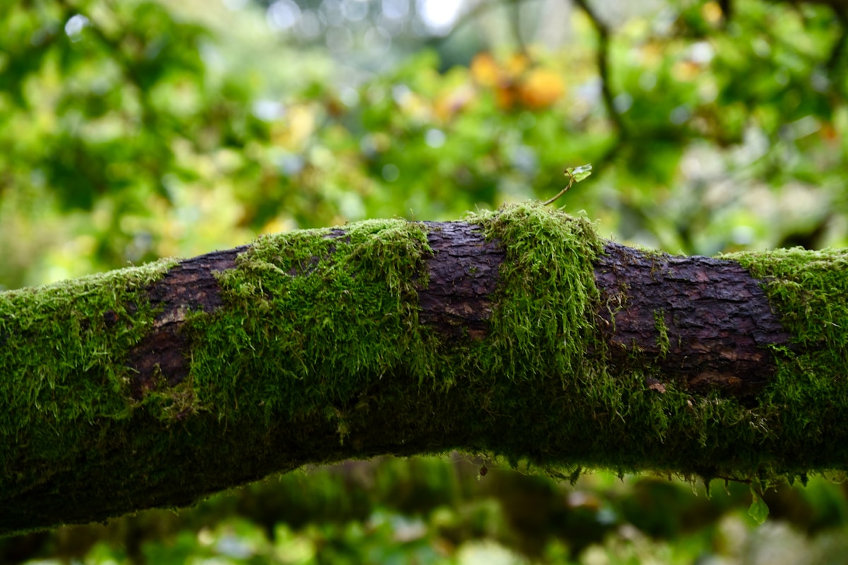 Hidden Green Snake in Chinese Mountains Is Actually a Brand New Species!