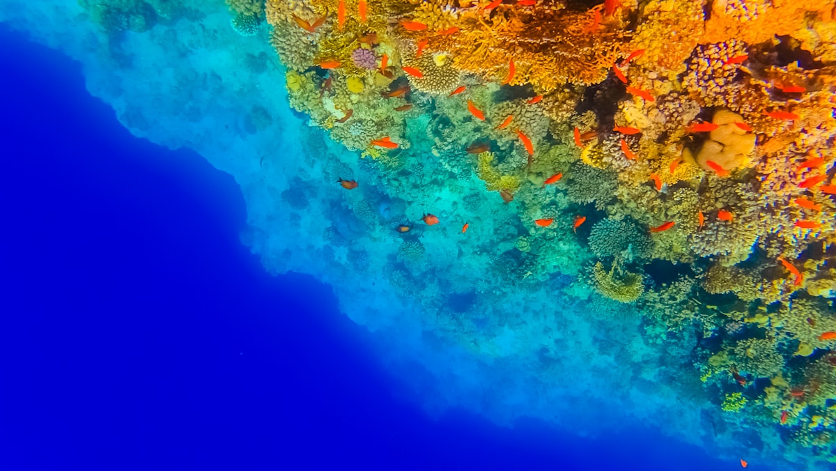 Scientists Plant Underwater Gardens to Save Coral Reefs!