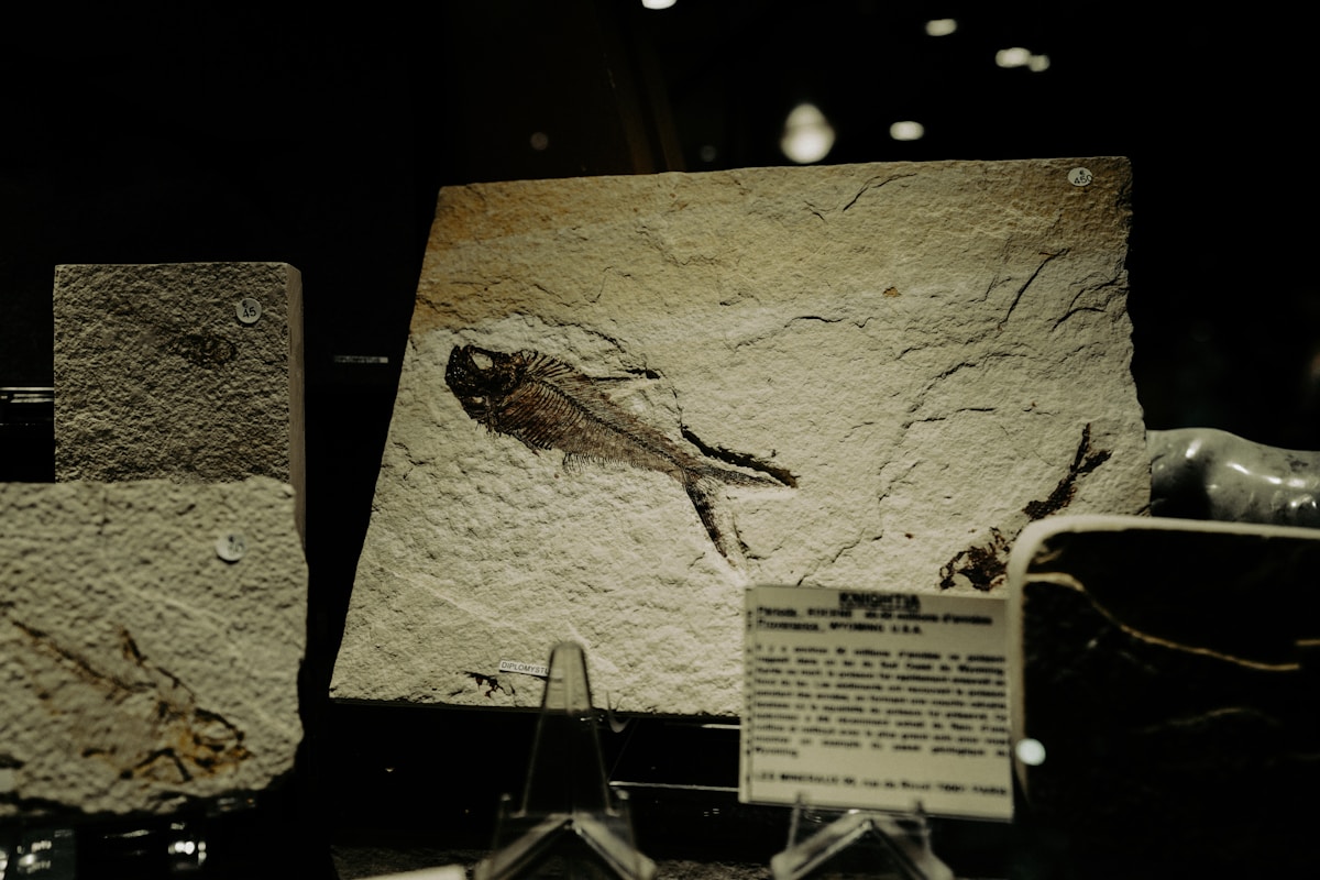 Hidden Treasure Under Farm Dirt: Perfect Fossils Found in Rust!